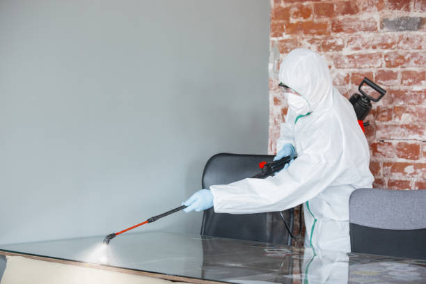 Reliable La Palma, CA Mold Removal Services Solutions